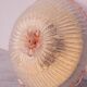 Large size iitalian pink and murano glass ceiling flower