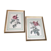 Set of 2 framed paintings botanical engraving rose coaster