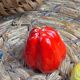 Salt and pepper shakers vegetable ceramic Vallauris