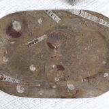 Fossil natural stone top