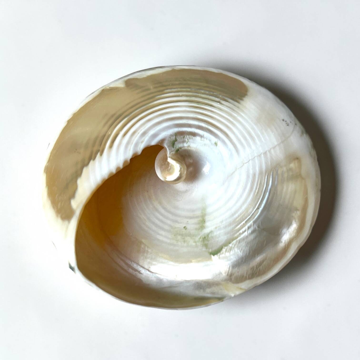 Nacre cone shell Troca on a turned black wooden base, late 19th century.