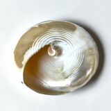 Nacre cone shell Troca on a turned black wooden base, late 19th century.