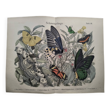 Engraving from 1886 - Tropical Butterflies (3) - Antique lithograph, plate