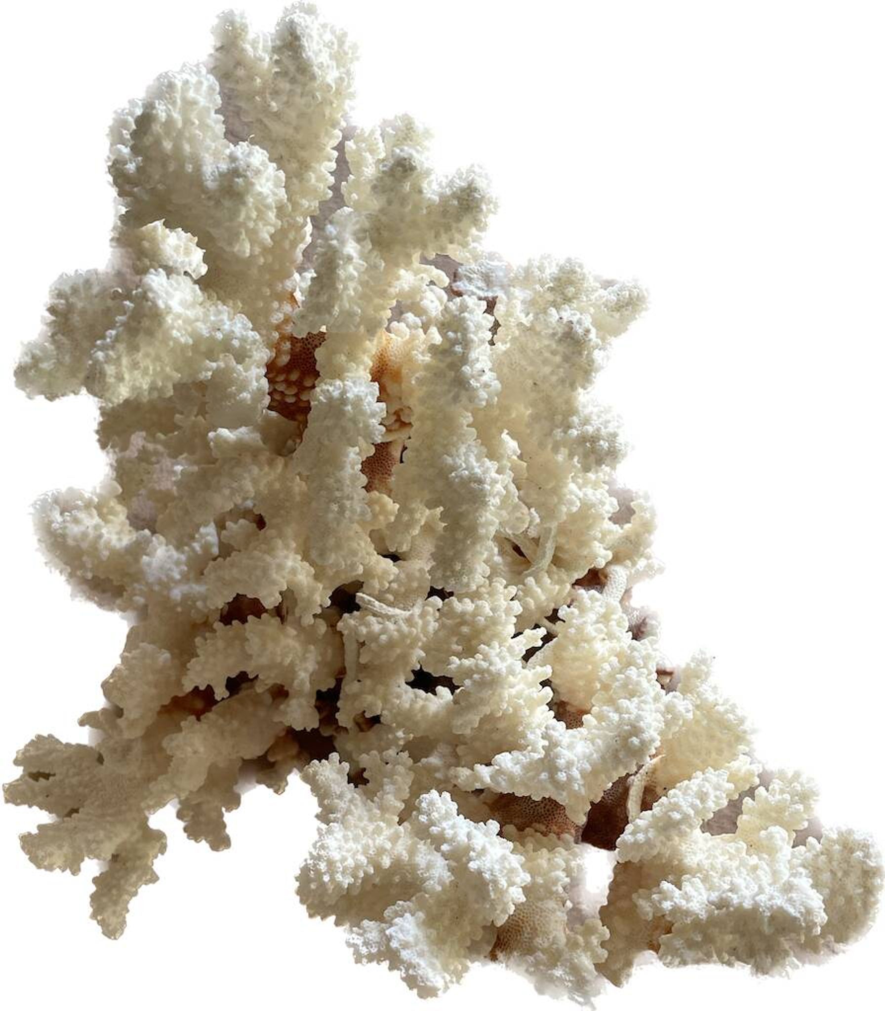 vintage coral branch