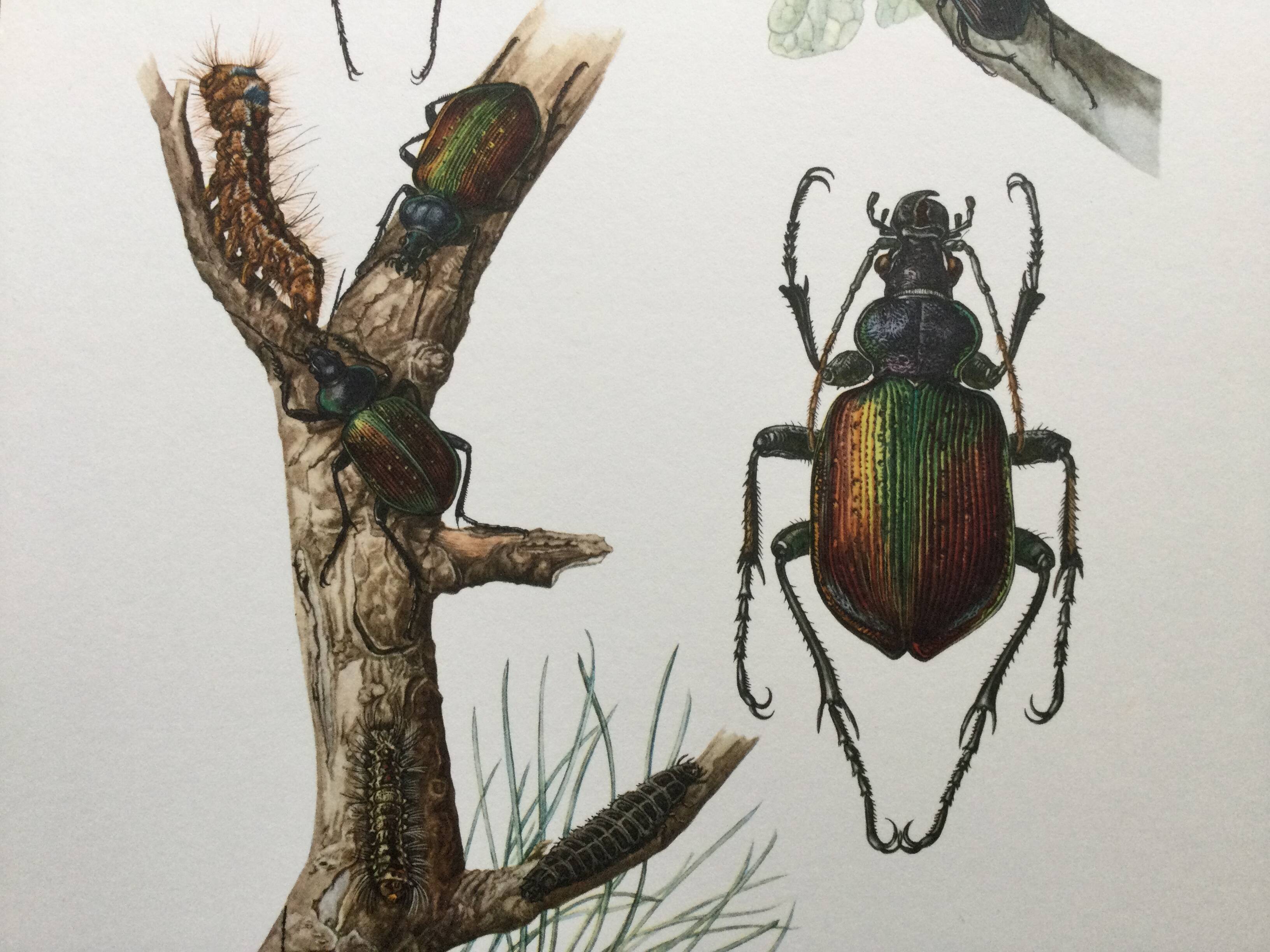 Antique illustration "insects", 1960s