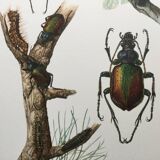 Illustration ancienne "insectes", années 60