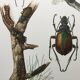 Antique illustration "insects", 1960s