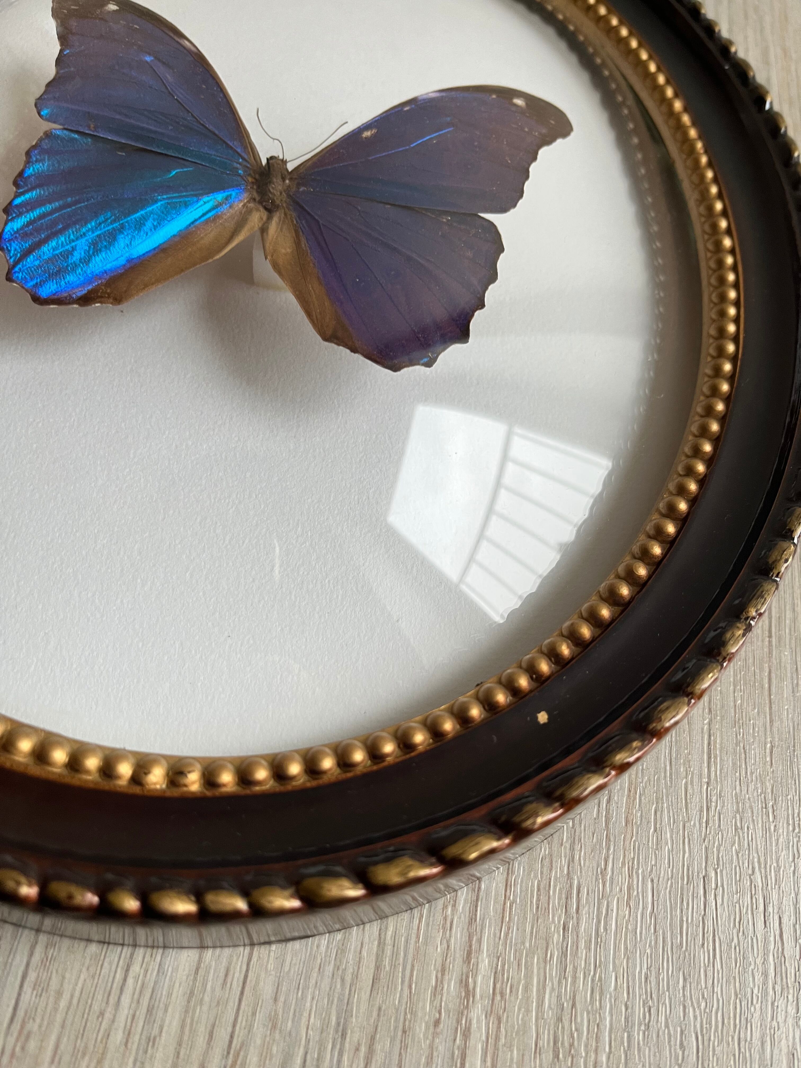 Butterfly domed glass frame "Morpho menelaus"