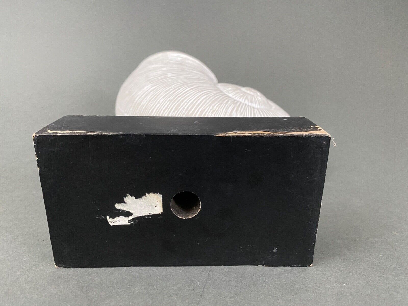 Plaster shell on blackened wooden base cabinet of curiosities XXth