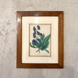 Framed engraving of botany, nineteenth