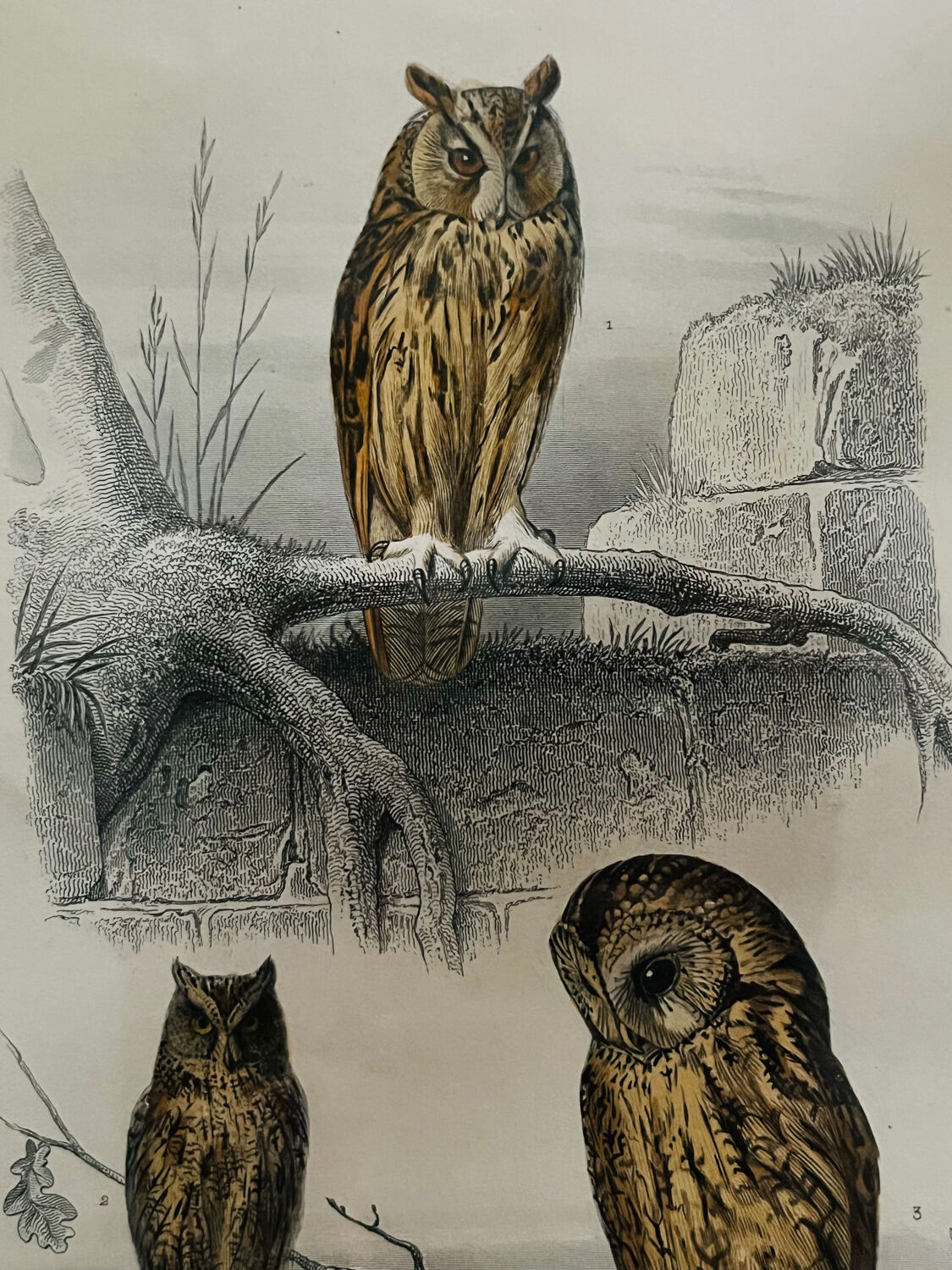 Old framed owl poster