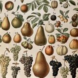 Lithograph on fruits (almond) - 1900