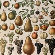 Lithograph on fruits (almond) - 1900