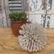 Brush coral