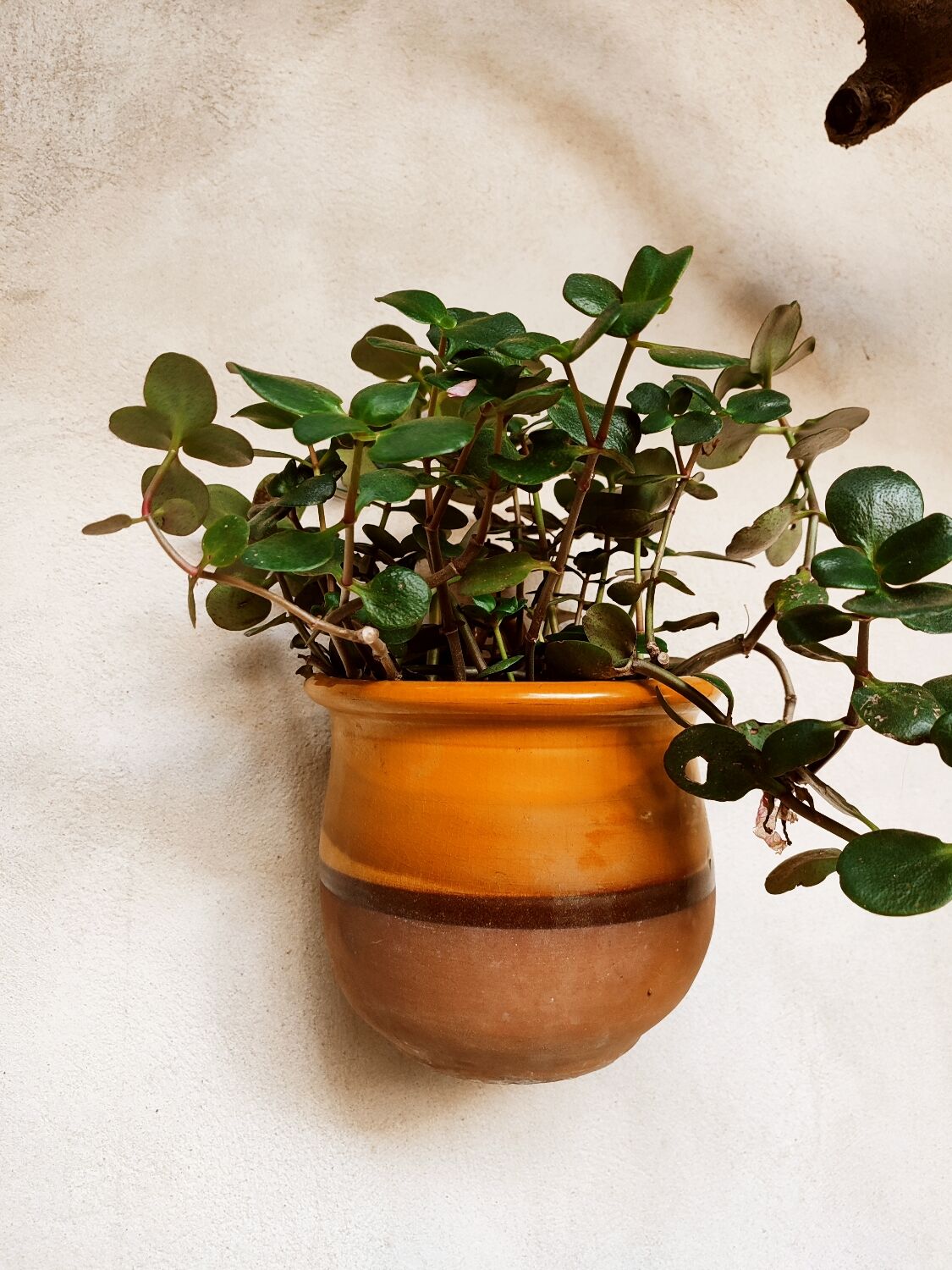 Duo of glazed terracotta pots