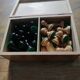 chess pawn box