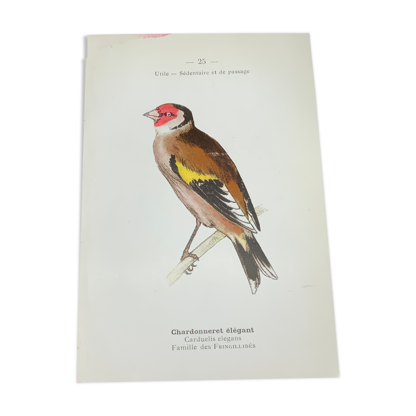 Naturalist plate old birds double-sided engraving work 1908 G. Denise