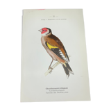 Naturalist plate old birds double-sided engraving work 1908 G. Denise