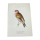 Planche naturaliste ancienne oiseaux gravure double face ouvrage 1908 G. Denise