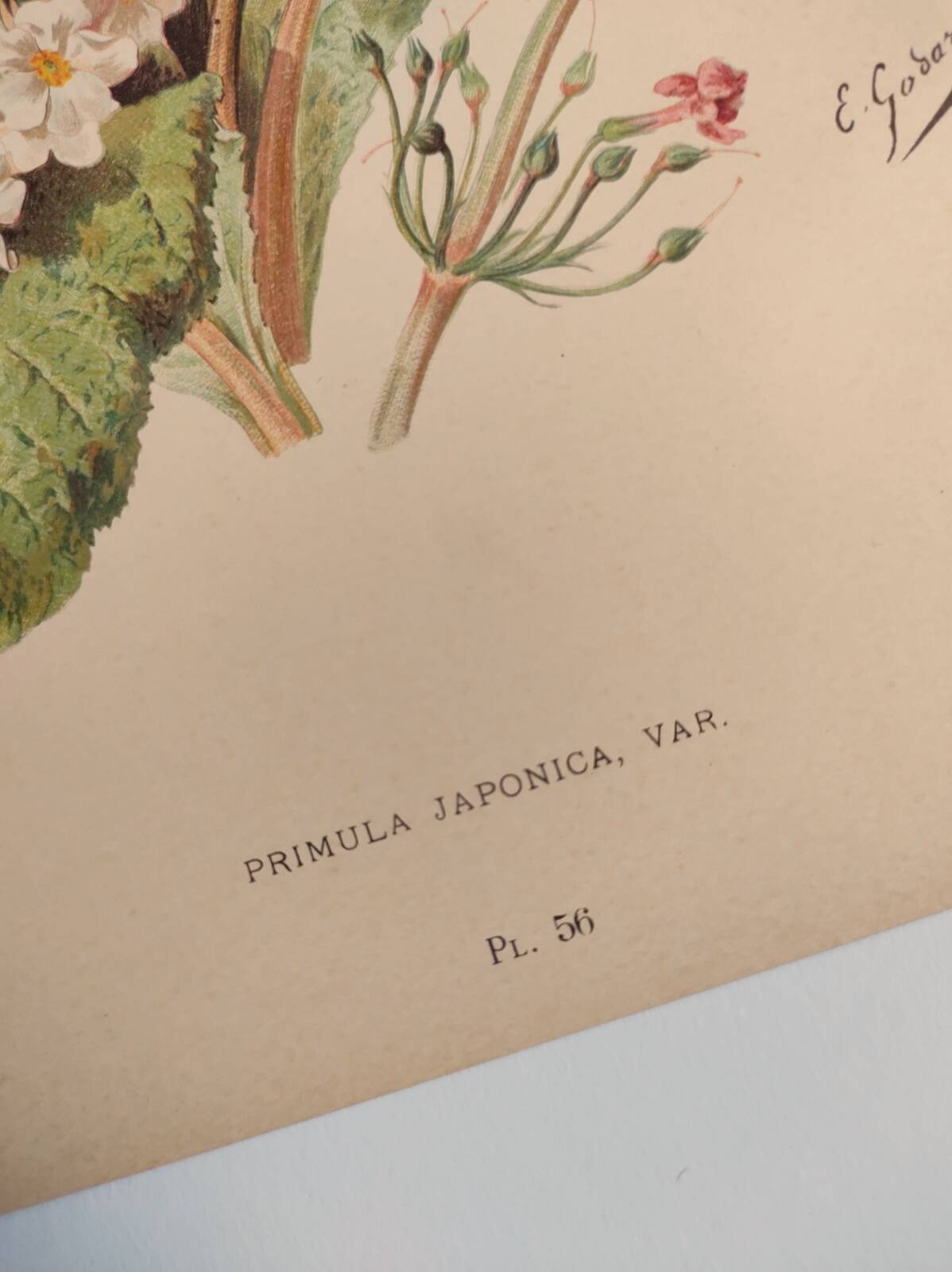 Botanical engraving from 1897 - Japanese primrose - original old flower plate by E.Godard