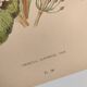 Botanical engraving from 1897 - Japanese primrose - original old flower plate by E.Godard