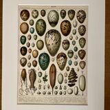 Lithograph on eggs - 1900