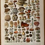 Lithograph on mushrooms from 1897 (Flaccid Lenzite)