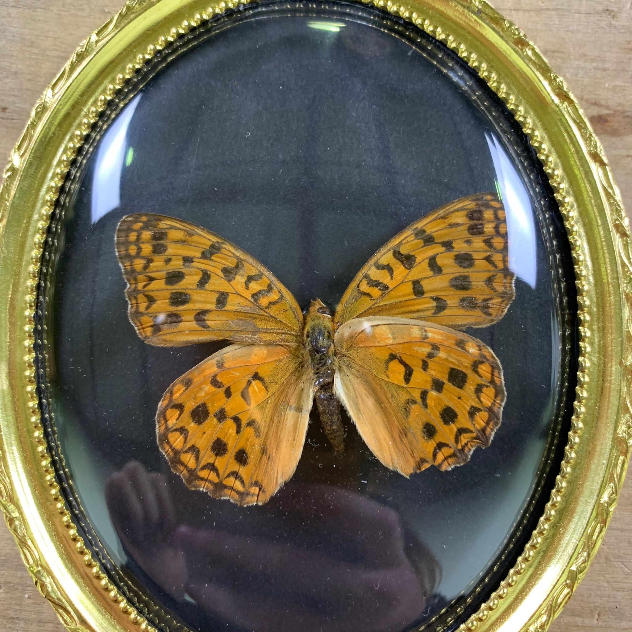 Butterfly under curved frame