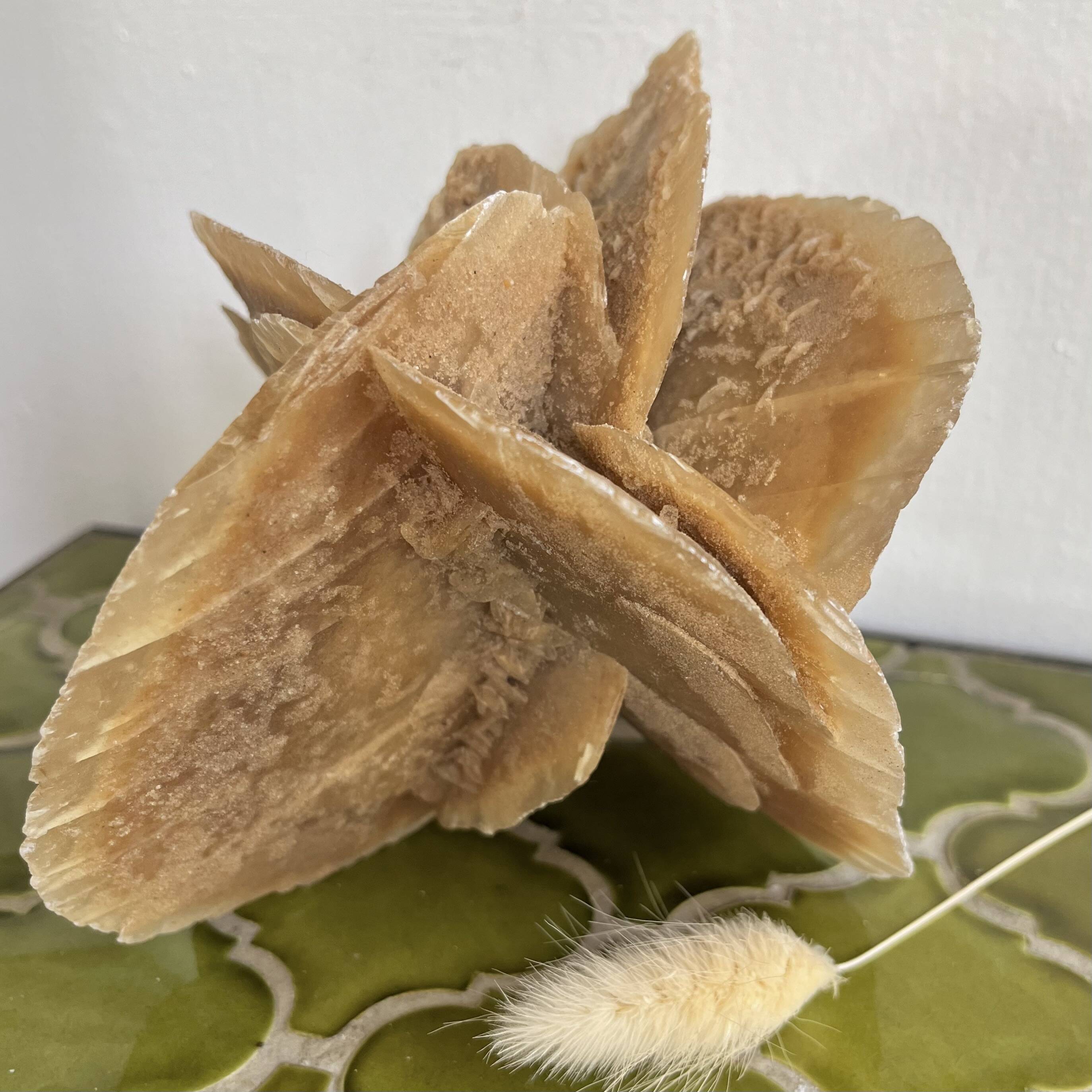 Large size sand rose