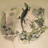 Original zoological plate of 1839 " the green lizard & the porte-crée "
