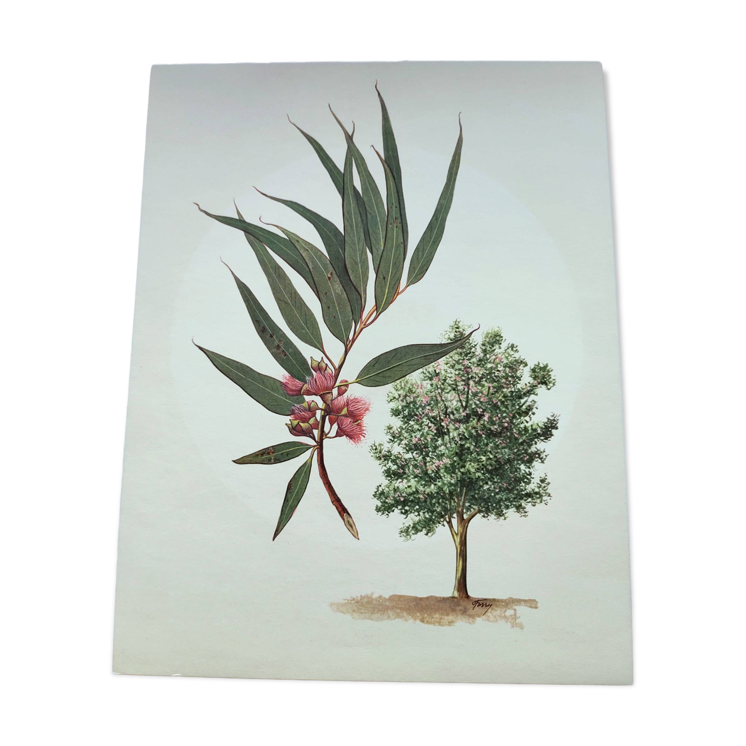 Eucalyptus Illustration - Vintage Nature Plate - Botanical Tree from the 60s