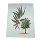 Eucalyptus Illustration - Vintage Nature Plate - Botanical Tree from the 60s