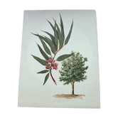 Illustration Eucalyptus, planche botanique, années 60