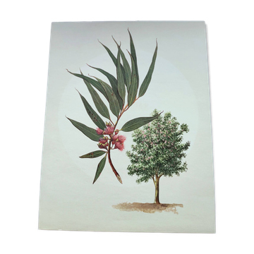 Illustration Eucalyptus, planche botanique, années 60