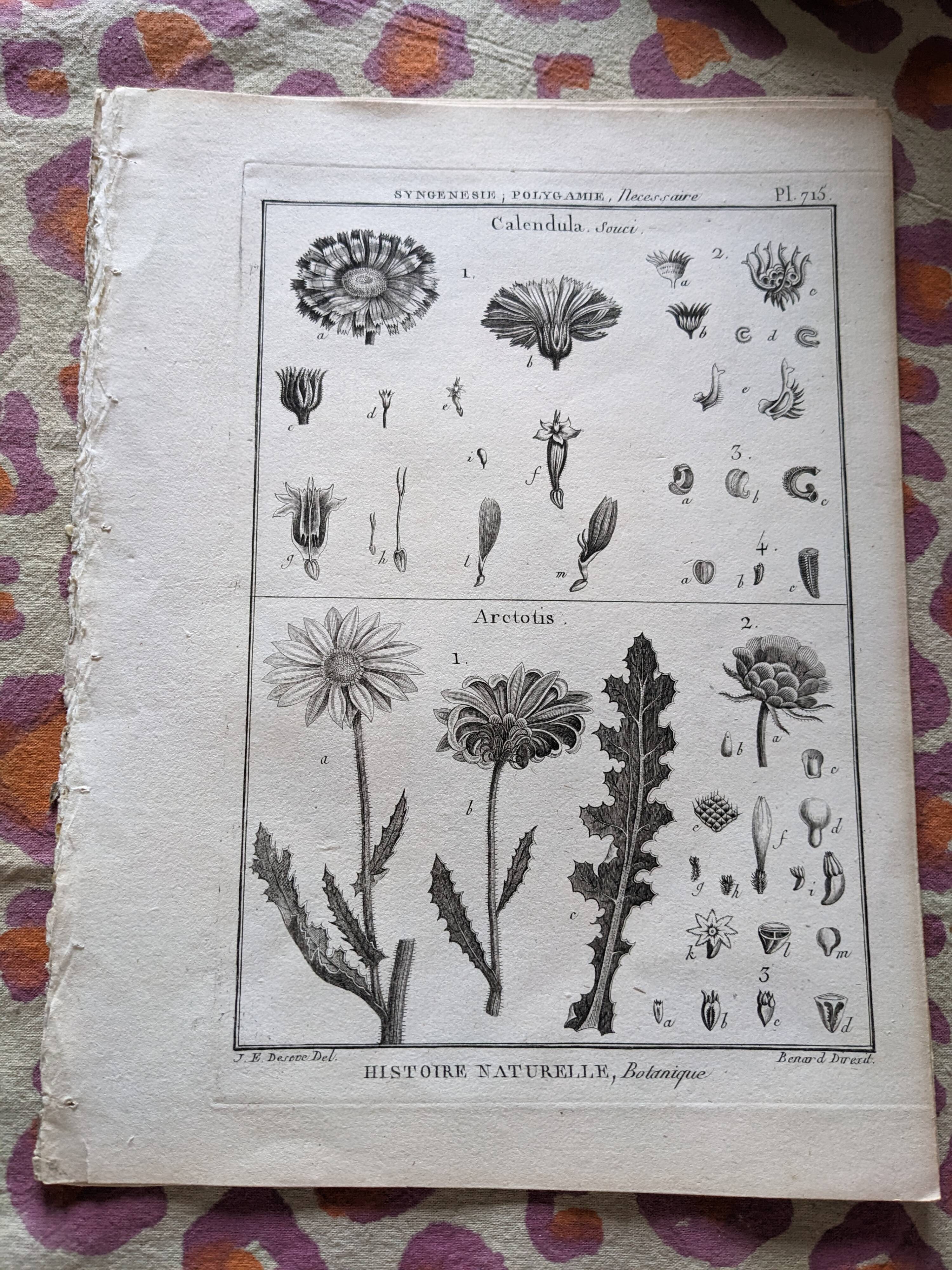 Stamped vintage botanical engraving plate natural history flowers