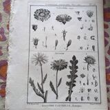 Stamped vintage botanical engraving plate natural history flowers