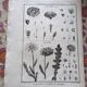 Stamped vintage botanical engraving plate natural history flowers