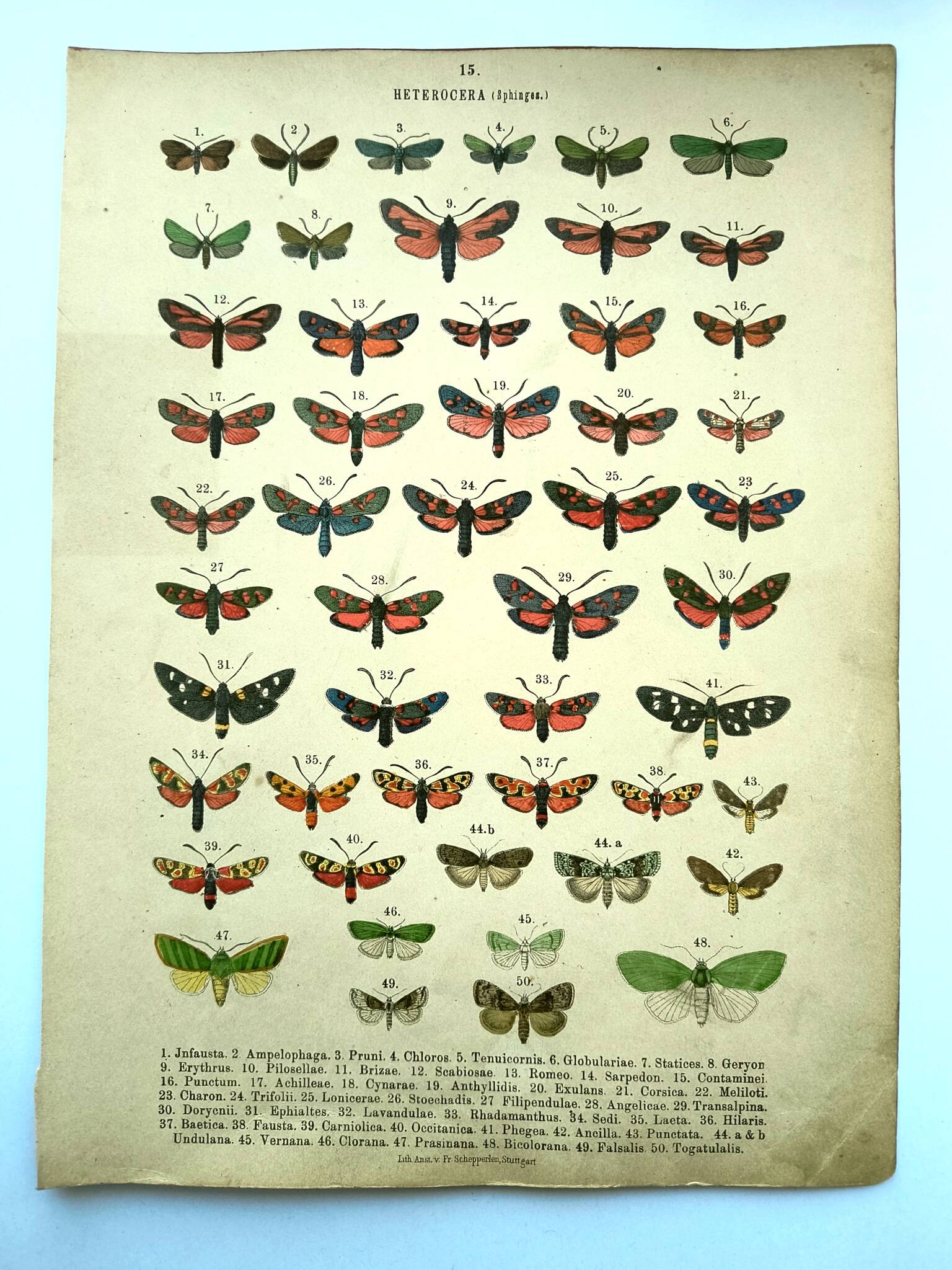 Antique lithograph of Butterflies - Engraving from 1887 - Janfausta insect
