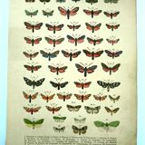 Lithographie ancienne de Papillons - Gravure de 1887 - Janfausta insecte