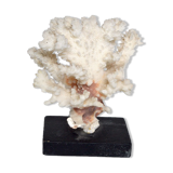 White coral cloud