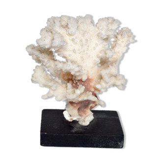 White coral cloud
