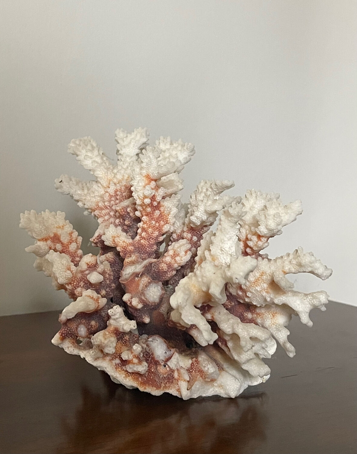 Natural branching coral.