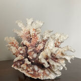 Natural branching coral.