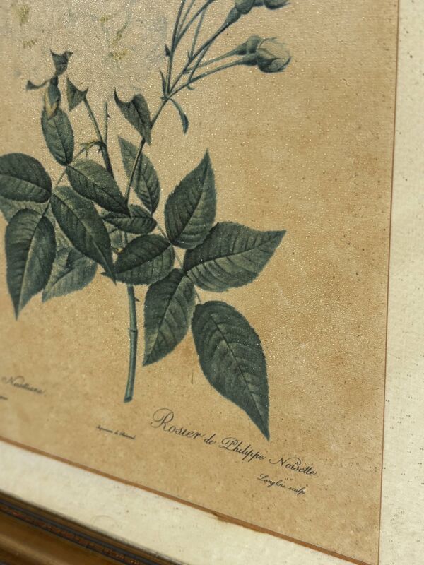 Tableau rosier de Philippe Noisette