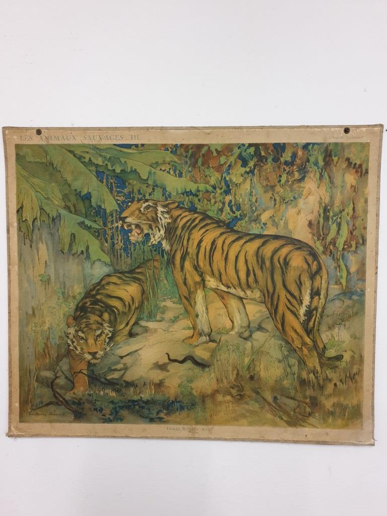 School Poster - The Royal Tigers