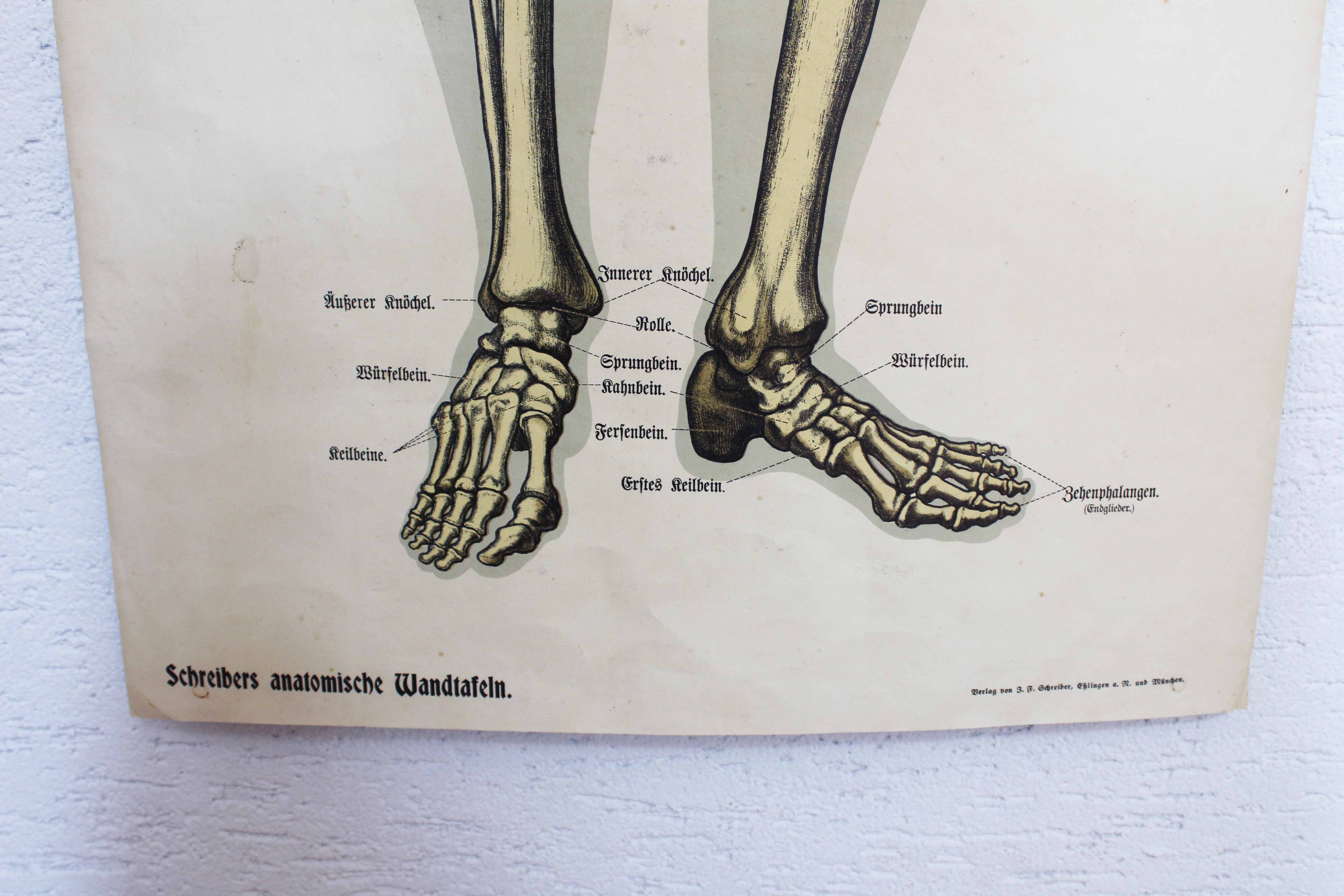 Anatomy poster XIXeme