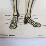 Anatomy poster XIXeme