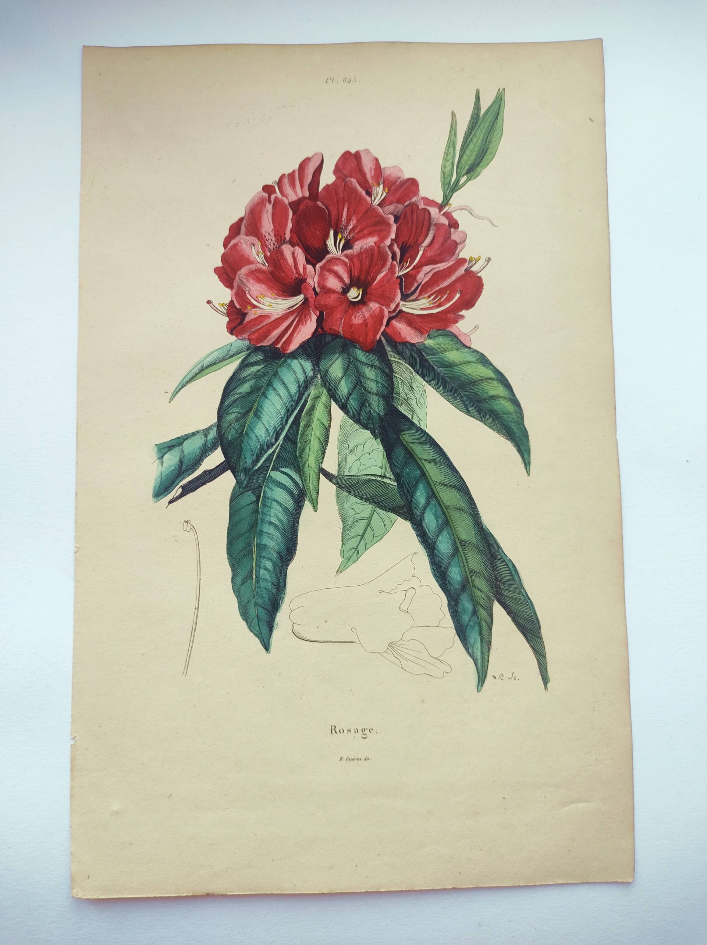 Gravure ancienne de 1838 -Rosage- Planche coloriée à la main botanique. Fleur de Du Casse.