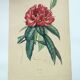 Gravure ancienne de 1838 -Rosage- Planche coloriée à la main botanique. Fleur de Du Casse.