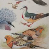 Louis DELAPCHIER: Doves, Sandgrouse and Turtle Dove, original signed watercolor